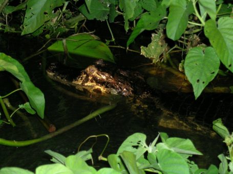 Alligator
