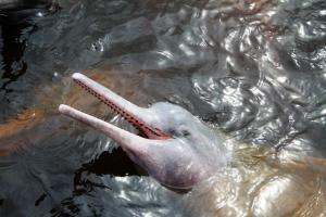pinker Flussdelfin
