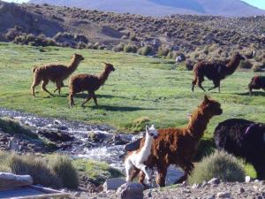 Nationalpark Lauca