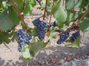 Weintrauben (Pinot Noir) in Chile