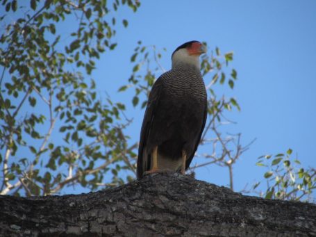 Falke im Pantanal