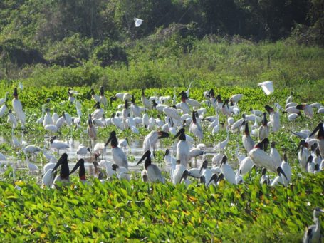See mit Vögeln im Pantanal