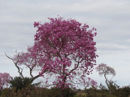 Blüte im Pantanal