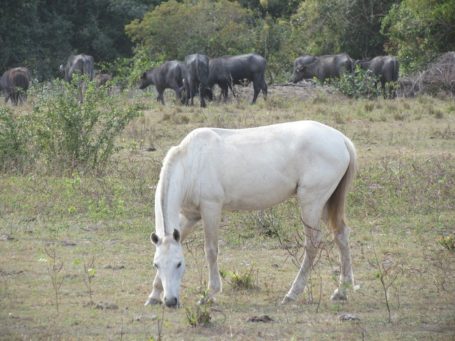 Pferde und Büffel im Pantanal