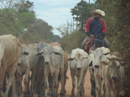 Rinderherde mit Gaucho im Pantanal