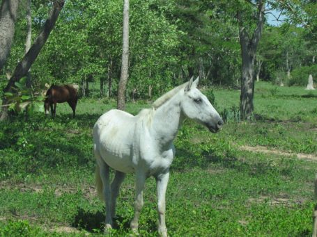Pferde im Pantanal