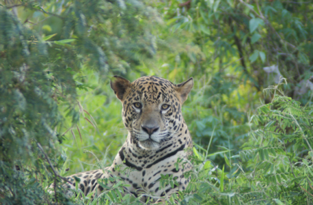 ruhender Jaguar