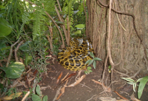 Schlange im Pantanal