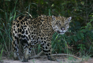 Jaguar in der Dämmerung