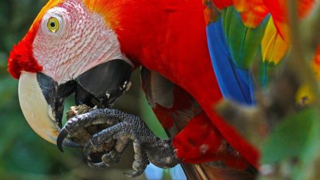 Papagei am Amazonas