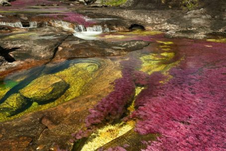 Cano Cristales, Foto FOTUR: Mario Carvajal (www.fotur.org)