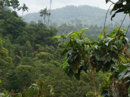 Bergnebelwald Mindo in Ecuador