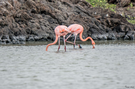 Flamingos auf Galapagos