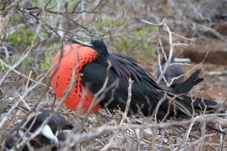 Fregattvogel auf Galapagos