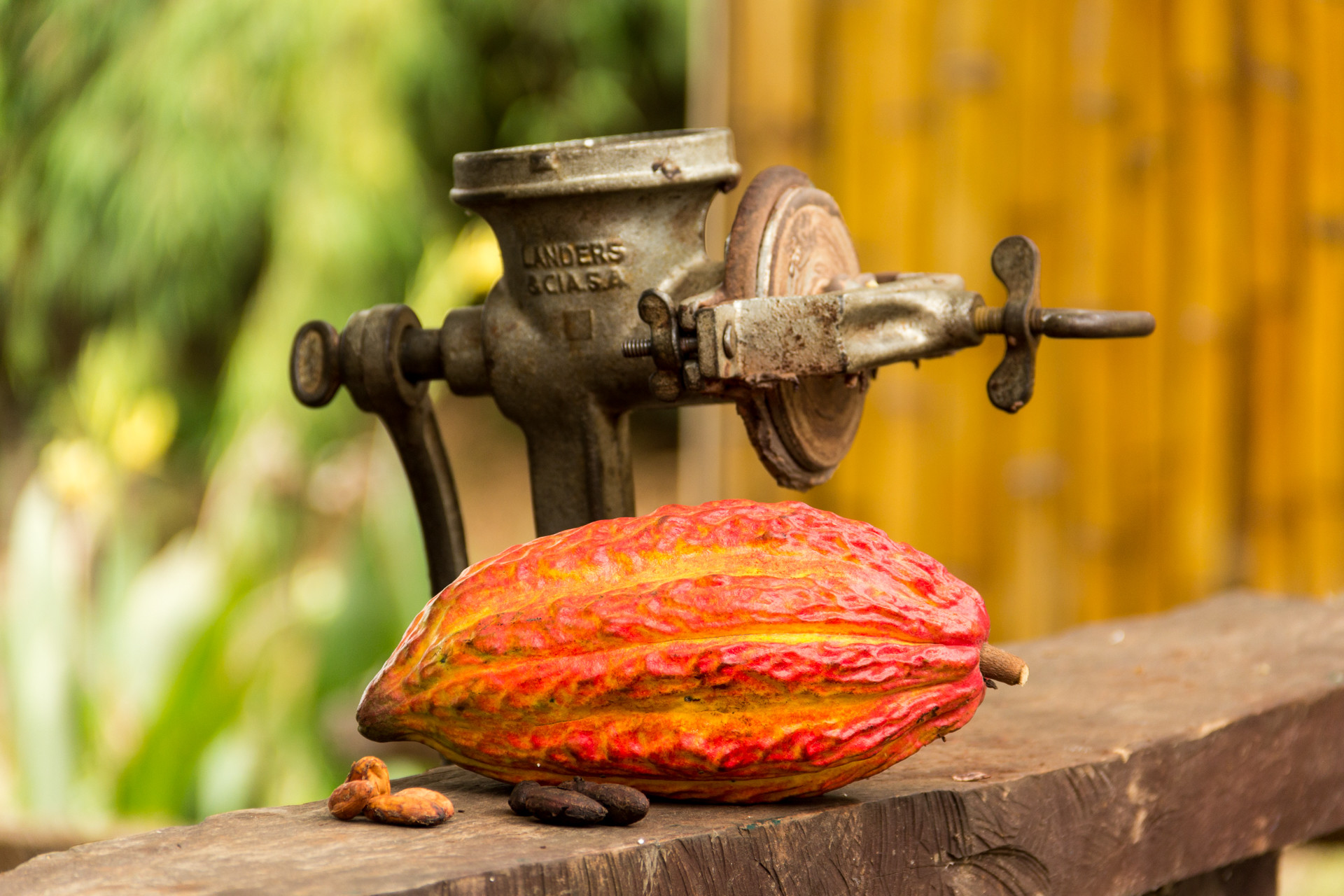 Kakao-Frucht, sowie rohe und geröstete Bohnen