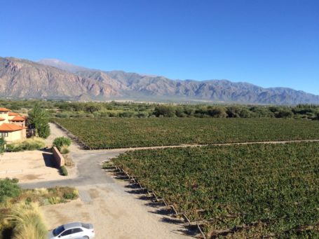 Blick über Weinreben in Cafayate