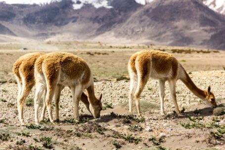 Vicuñas vor dem Chimborazo