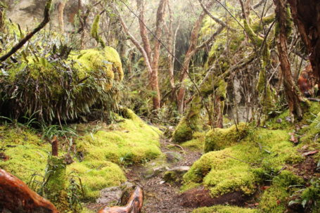 Wanderung im Nationalpark El Cajas