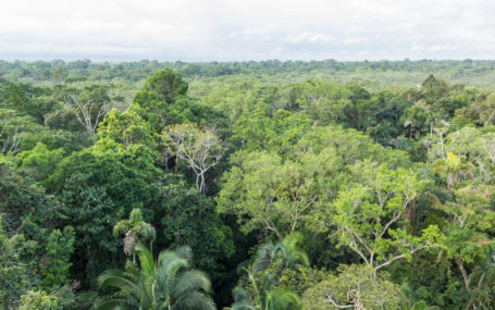Blick über den Regenwald in Ecuador