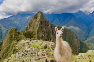 Lamas trifft man in Machu Picchu an jeder Ecke