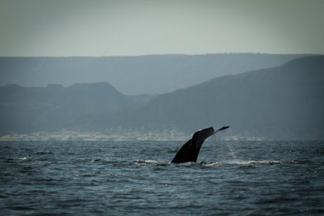 Buckelwale vor der peruanischen Küste