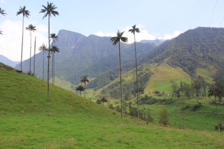 Wachspalmen im Cocora-Tal