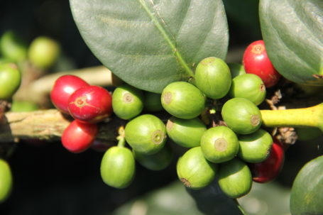 reife und unreife Kaffeekirschen