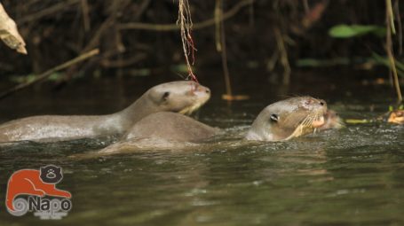 Riesenotter im Wasser