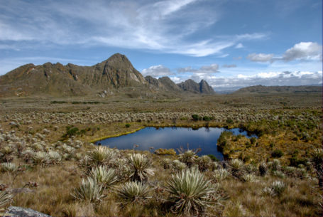 Paramo-Vegetation im Nationalpark Sumapaz