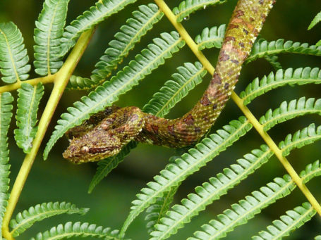 Schlange in Costa Rica