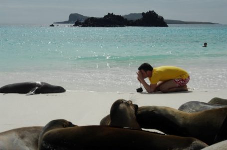 Seelöwen auf Galapagos