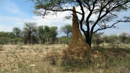 Termitenhügel im Nationalpark