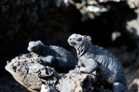 Tintoreras - Marineleguan in mondähnlicher Lavalandschaft