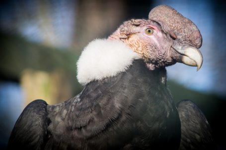 Vom Aussterben bedroht - der Andenkondor