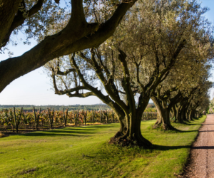 Weinreben der Bodega Varela Zarranz in Uruguay