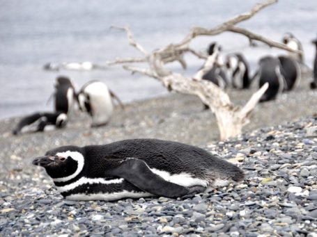 Pinguine im Naturschutzgebiet Punta Tombo