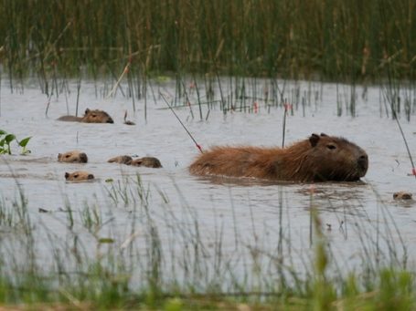 Capybaras - Wasserschweine