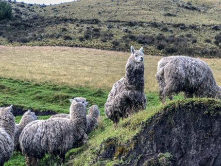 Lamas im Cayambe Coca Nationalpark