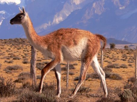 Ein Guanaco