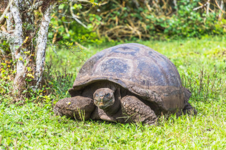 Riesenschildkröte im Hochland von Santa Cruz