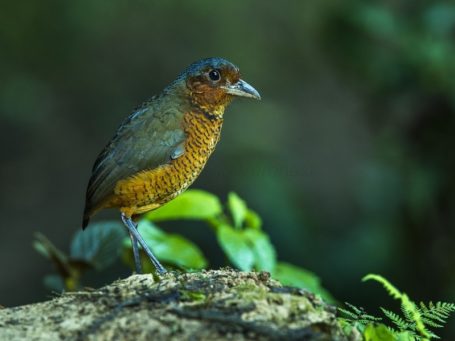Bergnebelwald Mindo in Ecuador