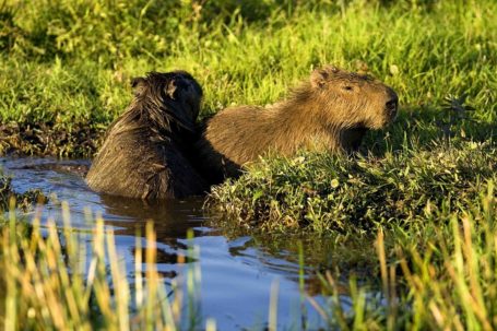 Wasserschweine - Kapybaras