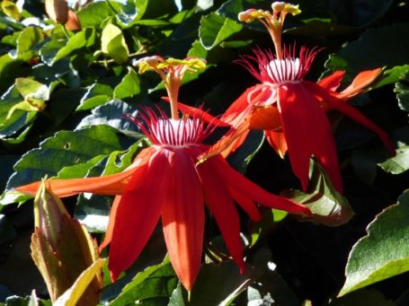 Bunte Blumen in Costa Rica
