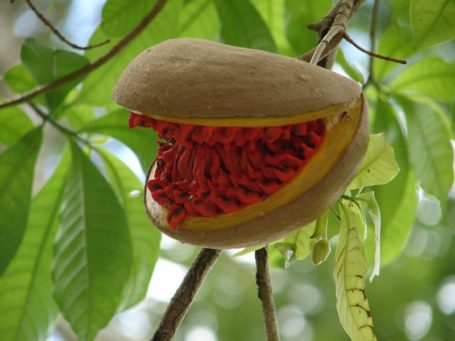 Flora in Guatemala