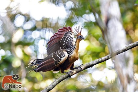 Hoatzin - Stinkvogel