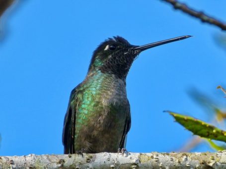 Kolibri