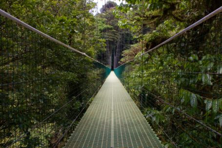 Der Monteverde Nebelwald in Costa Rica