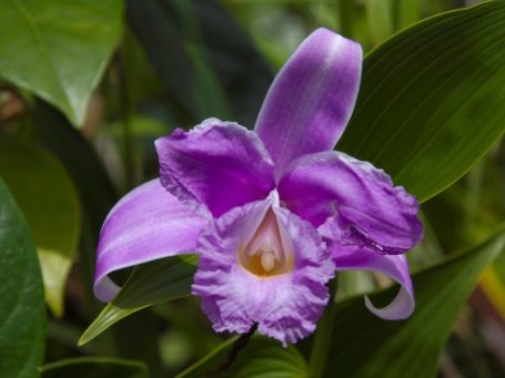 Orchidee