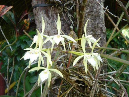 Orchideen