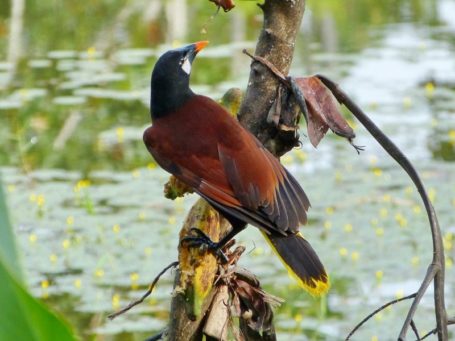 Oropendola